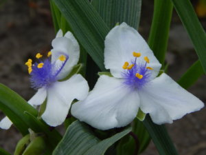 DSCN0661.JPG