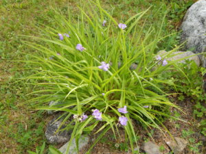 DSCN0809.JPG