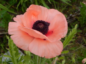 DSCN0718.JPG