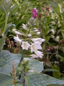 DSCN0720.JPG