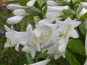 DSCN0727.JPG