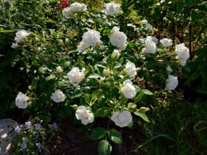 IMG_20190625_082537.jpg