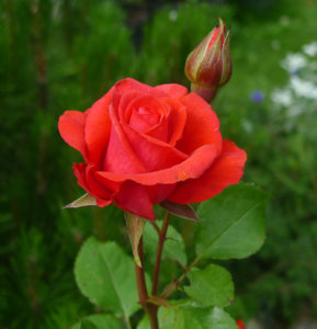 роза-мутант2.jpg