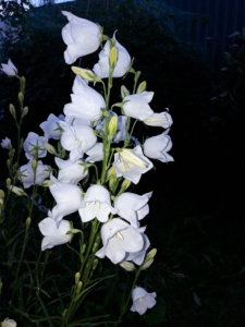 20190623_221818.jpg