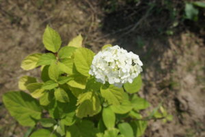 DSC00612.JPG