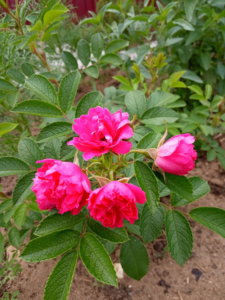 IMG_20190625_174334.jpg
