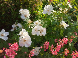 IMG_20190621_073538.jpg