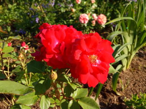 IMG_20190624_070044.jpg
