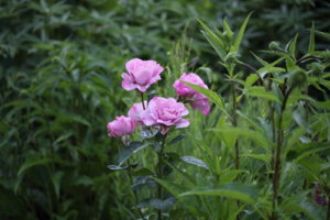 IMG_8290.JPG