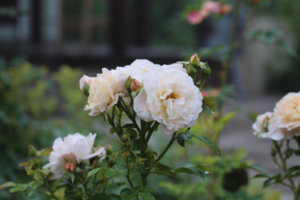 IMG_8337.JPG