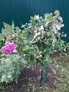 20190627_113637.jpg
