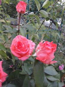 20190626_183803.jpg