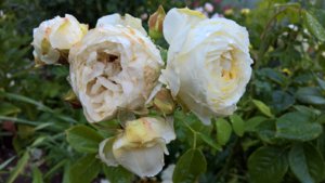 WP_20190628_11_46_25_Pro_LI.jpg