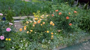 WP_20190624_13_06_05_Pro_LI.jpg