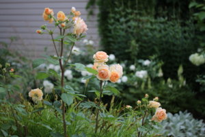 IMG_8518.JPG