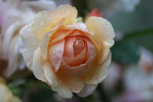 IMG_8402.JPG