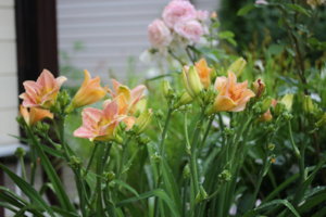IMG_8379.JPG