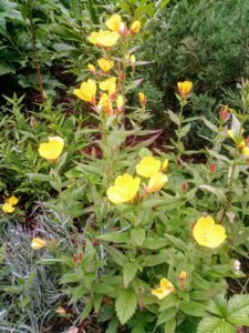 IMG_20190629_211932.jpg