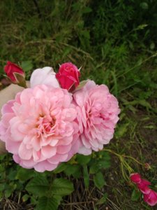 IMG_20190629_131647.jpg