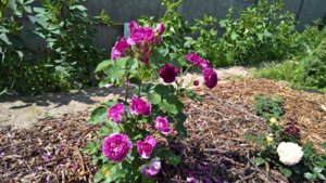 WP_20190701_10_38_10_Pro_LI.jpg