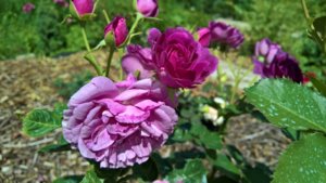 WP_20190701_10_38_53_Pro_LI.jpg