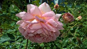 WP_20190701_10_49_21_Pro_LI.jpg