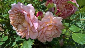 WP_20190701_10_49_01_Pro_LI.jpg