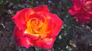 WP_20190701_07_37_18_Pro_LI.jpg