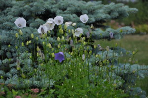 DSC_0919.JPG