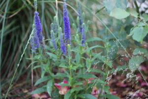 IMG_8590.JPG