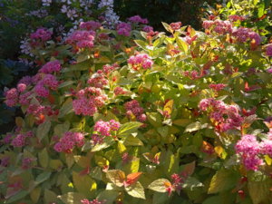 IMG_20190624_071645.jpg