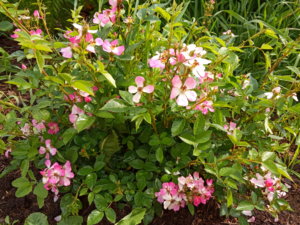 IMG_20190614_093305.jpg
