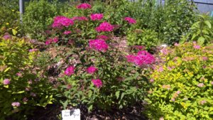 WP_20190702_09_49_16_Pro_LI.jpg