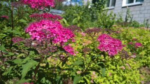 WP_20190702_09_49_33_Pro_LI.jpg