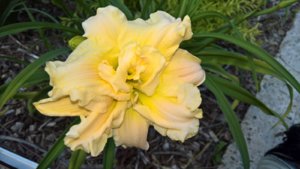 WP_20190703_09_53_09_Pro_LI.jpg