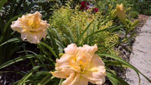 WP_20190703_13_08_21_Pro_LI.jpg