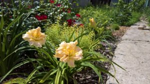 WP_20190703_13_08_38_Pro_LI.jpg