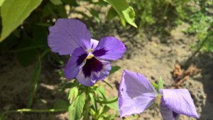 WP_20190702_10_04_18_Pro_LI.jpg