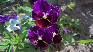 WP_20190702_10_04_24_Pro_LI.jpg