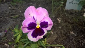 WP_20190702_10_04_56_Pro_LI.jpg