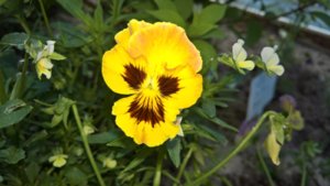 WP_20190702_10_05_16_Pro_LI.jpg