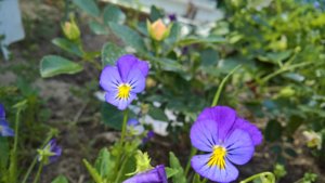 WP_20190702_10_05_23_Pro_LI.jpg