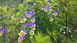 WP_20190702_10_06_03_Pro_LI.jpg