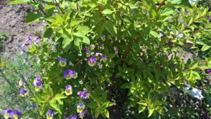 WP_20190702_10_09_03_Pro_LI.jpg