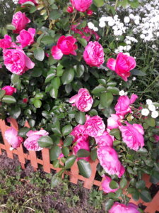 20190703_151434.jpg