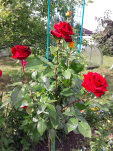 20190703_151335.jpg
