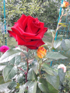20190703_151347.jpg