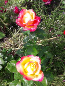 20190703_151544.jpg