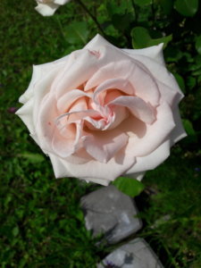 20190703_151524.jpg