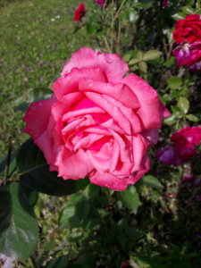 20190703_151531.jpg